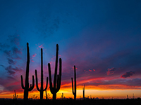Saguaro National Park Photography Workshop - 4 Days
