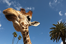 San Diego Wild Animal Park Photography Workshop
