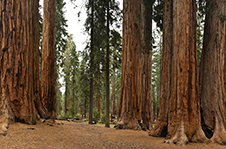 Sequoia National Park Photography Workshop