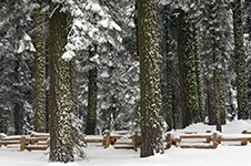 Sequoia National Park Photography Workshop