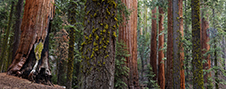 Sequoia National Park Photography Workshop - 3 Days