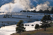Yellowstone and the Grand Tetons Photography Workshop - 7 Days